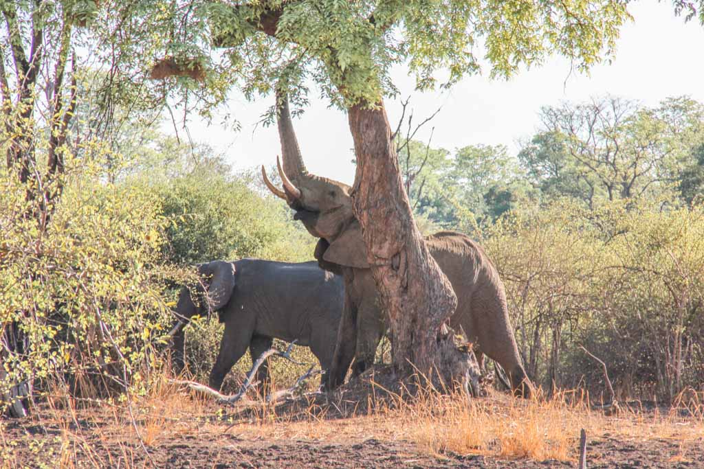 African Elephant, South Luangwa National Park, Zambia
