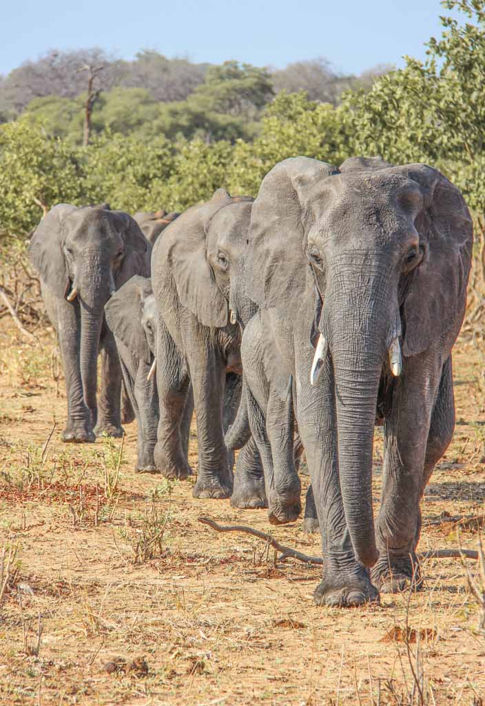 African Elephants, Chobe National Park, Botswana