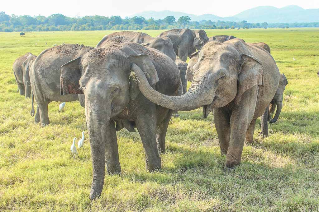 Asian Elephants, Minneriya Tank, Sri Lanka