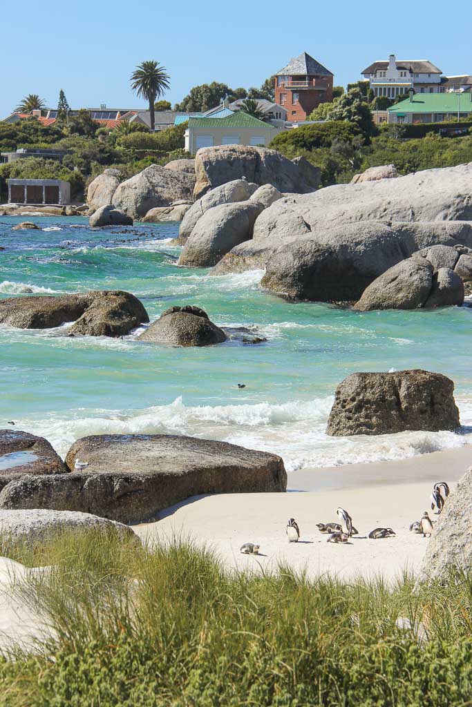 Boulders Beach, Simon's Town, South Africa