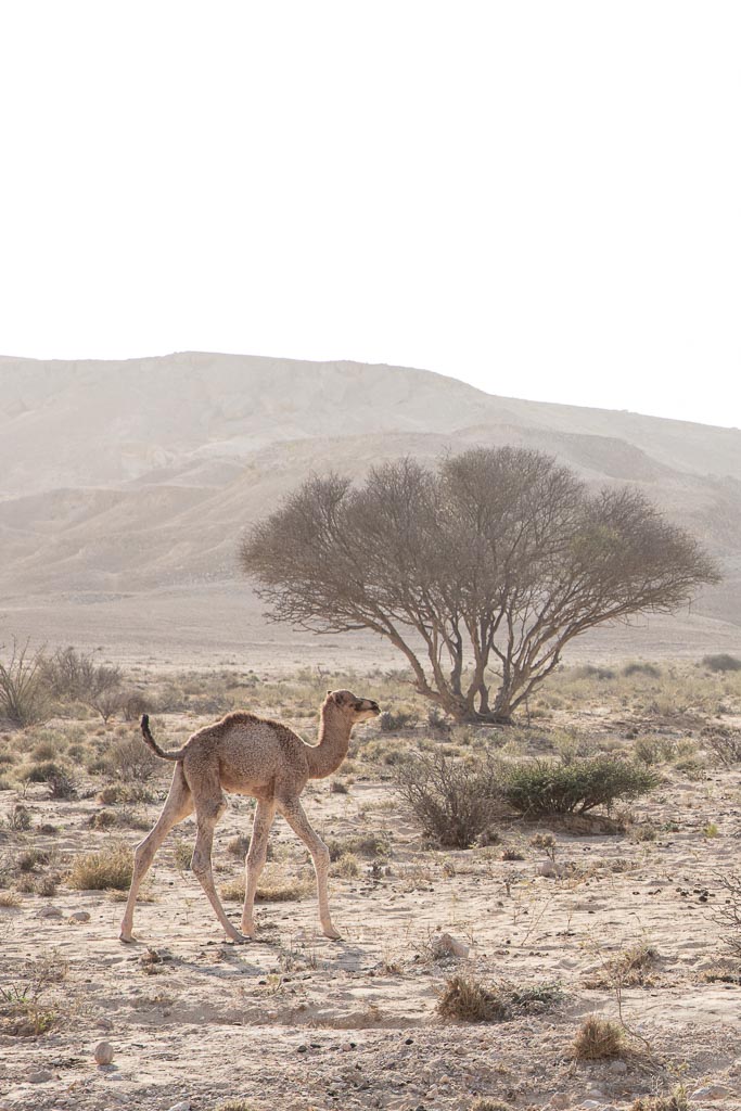 Camels, Empty Quarter, Yemen