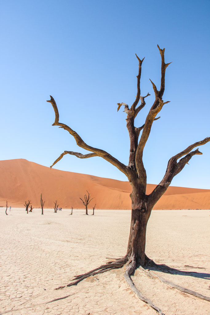 Deadvlei, Sossusvlei, Namib-Naukluft National Park, Namibia
