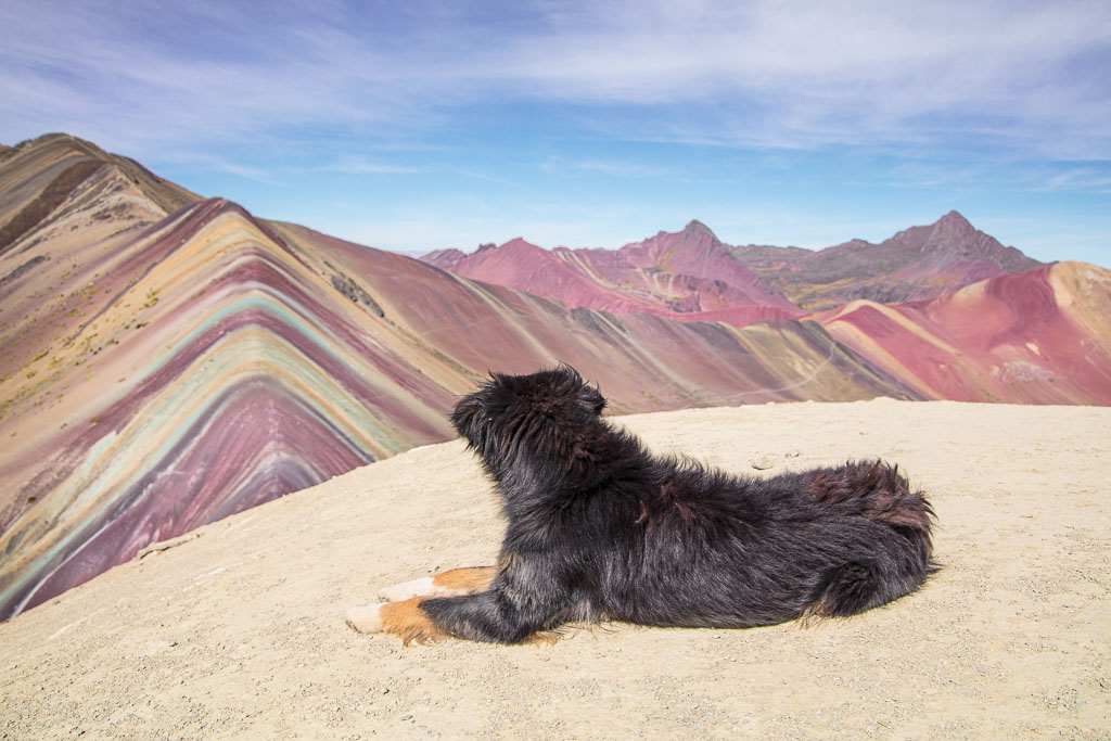 Dog, Rainbow Mountain, Vinicunca, Peru