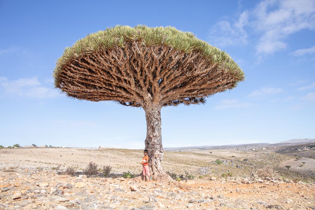Dragon Blood Tree Dixsam Plateau Socotra Yemen