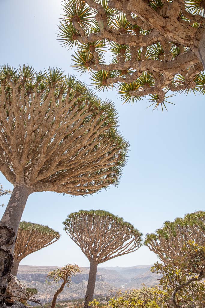 Dragon Blood Trees Firhmin Forest Socotra Yemen