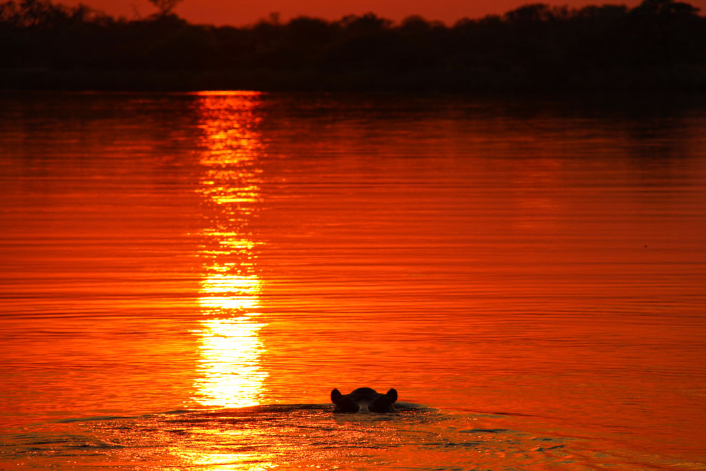 Hippopotamus, Okavango River, Mahango Game Reserve, Bwabwata National Park, Caprivi Strip, Namibia