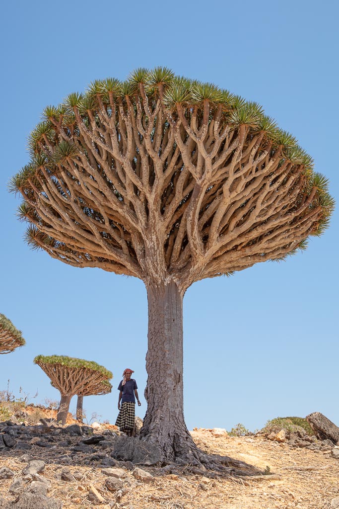 Nur in Firhmin Forest, Socotra Island, Yemen