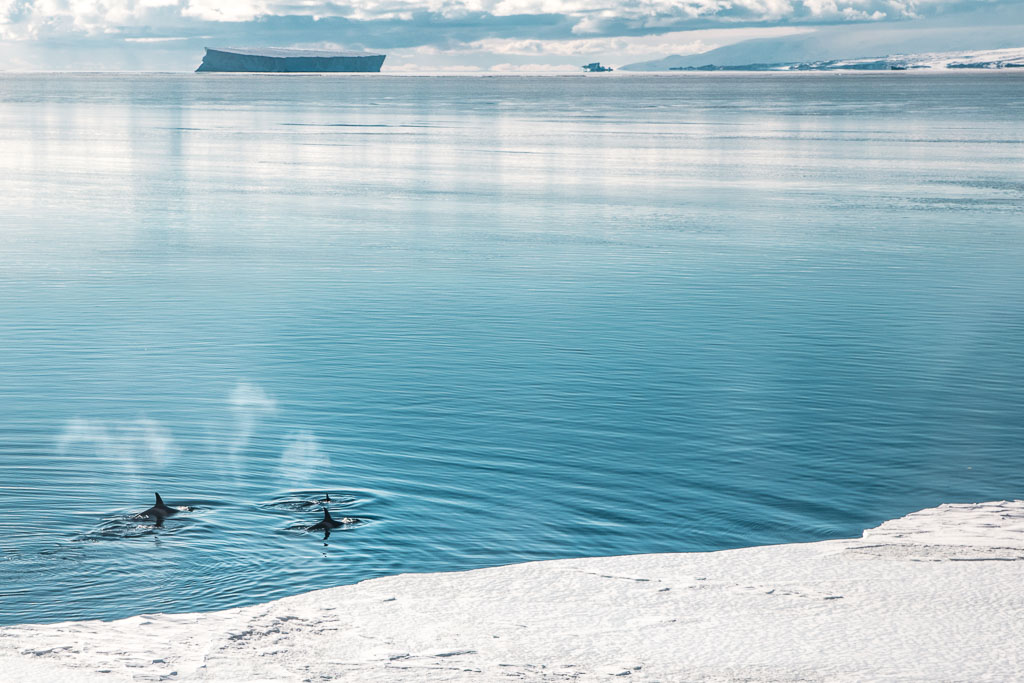 Orcas, McMurdo Sound, Ross Sea, Antarctica
