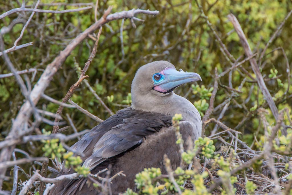 Red Footed Booby, Galapagos, Ecuador