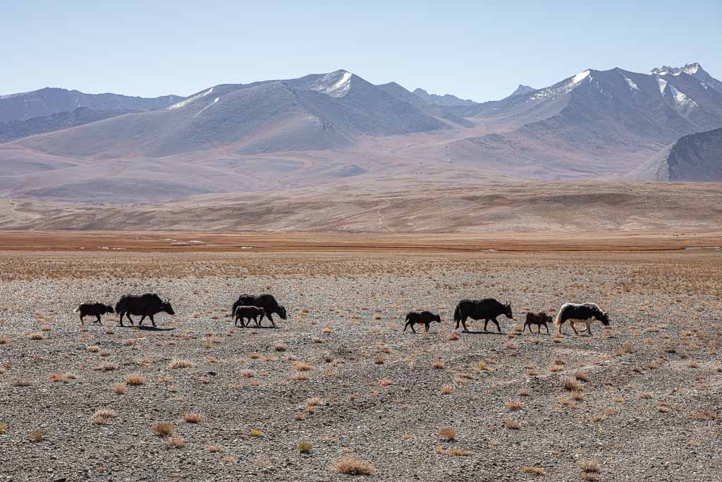 Yaks, Alichur, Tajikistan